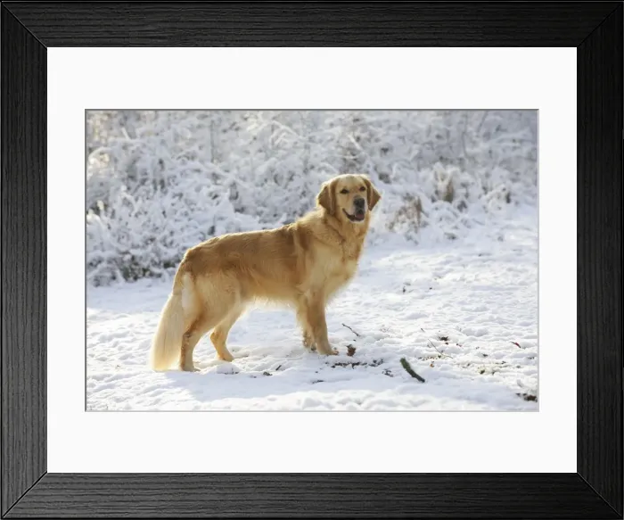 Framed Print : DOG. Golden retriever standing in the snow Framed Print : DOG. Golden retriever standing in the snow