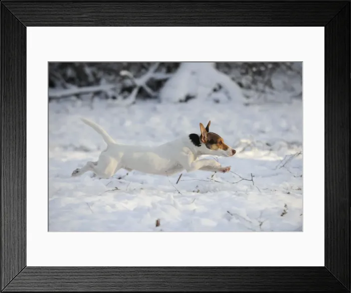 Framed Print : DOG. Jack russell terrier running through the snow Framed Print : DOG. Jack russell terrier running through the snow
