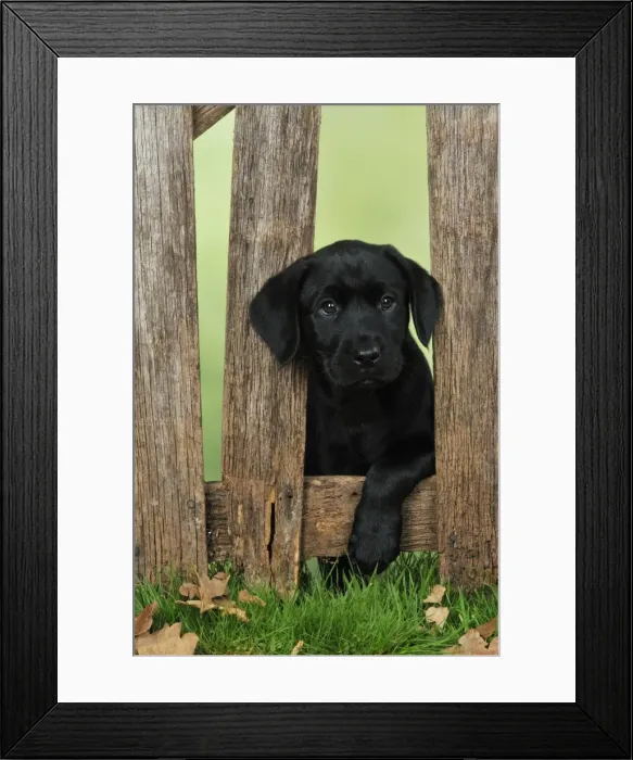 Framed Print : DOG. Black Labrador Framed Print : DOG. Black Labrador