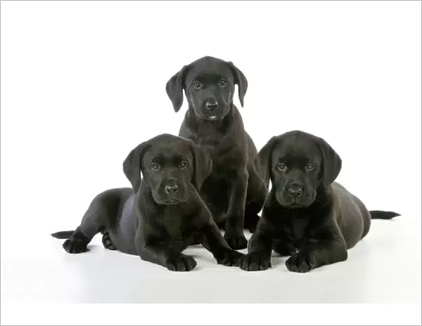 DOG. Black Labrador puppies (8 weeks old )