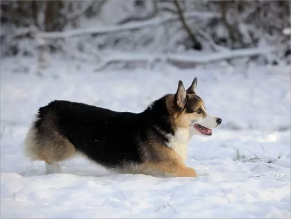 DOG. Pembroke welsh corgi running through the snow