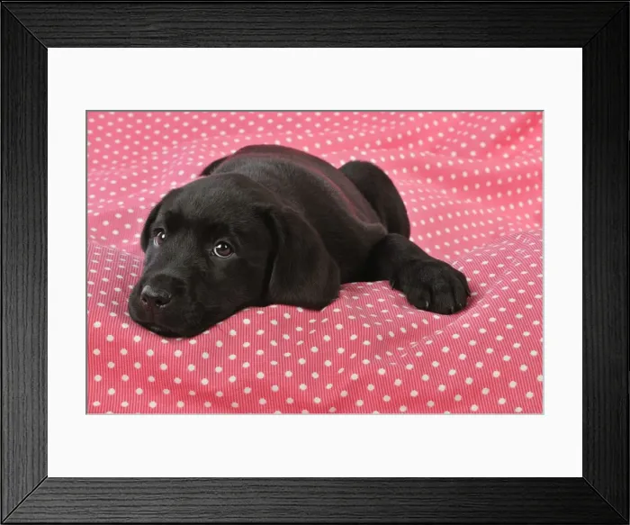 Framed Print : DOG. Black Labrador puppy (8 weeks old ) on red spotted background Framed Print : DOG. Black Labrador puppy (8 weeks old ) on red spotted background