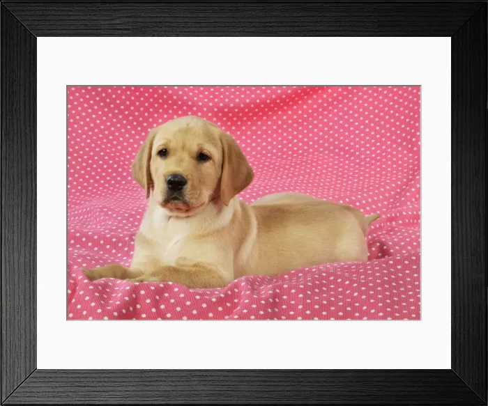 Framed Print : DOG. Yellow Labrador puppy (8 weeks old ) on red spotted background Framed Print : DOG. Yellow Labrador puppy (8 weeks old ) on red spotted background