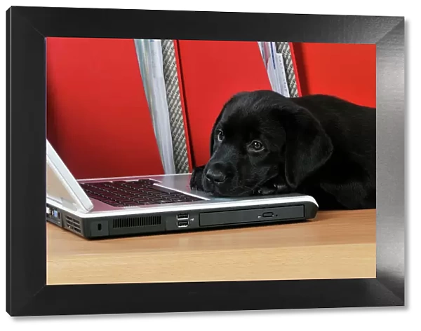 DOG. Black Labrador puppy (8 weeks old ) on a laptop computer