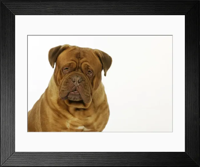 Framed Print : DOG. Douge De Bordeaux Framed Print : DOG. Douge De Bordeaux