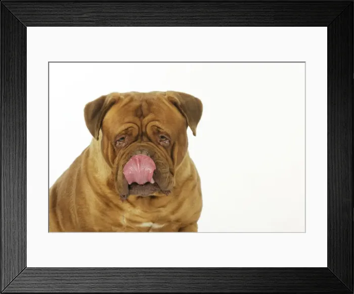 Framed Print : DOG. Douge De Bordeaux Framed Print : DOG. Douge De Bordeaux