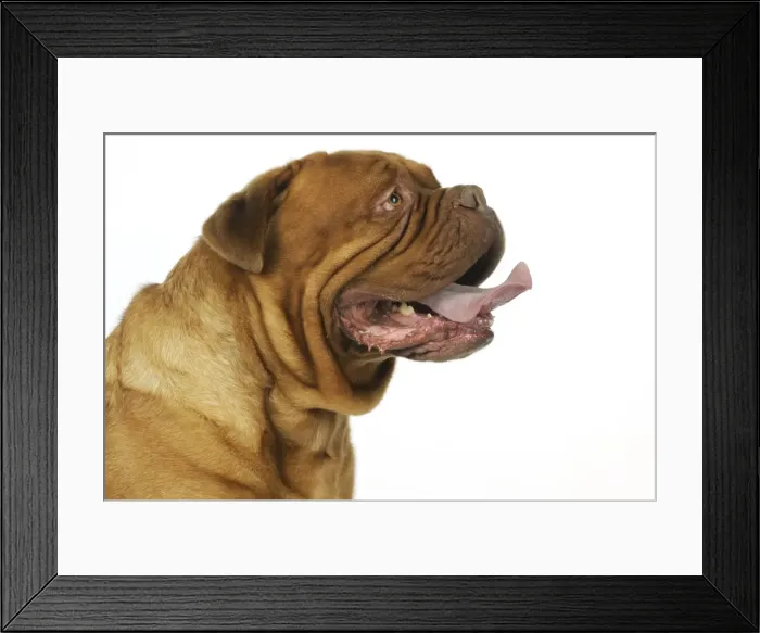 Framed Print : DOG. Douge De Bordeaux Framed Print : DOG. Douge De Bordeaux