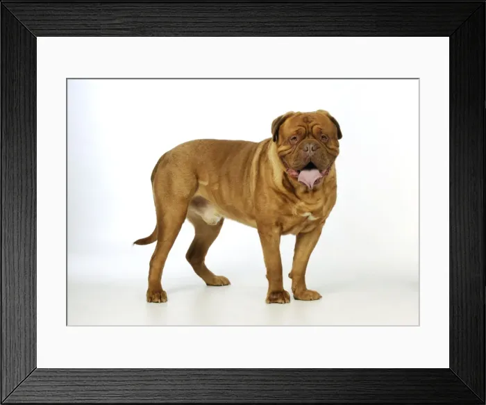 Framed Print : DOG. Douge De Bordeaux Framed Print : DOG. Douge De Bordeaux