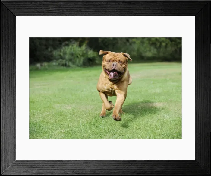 Framed Print : DOG. Dogue De Bordeaux Framed Print : DOG. Dogue De Bordeaux