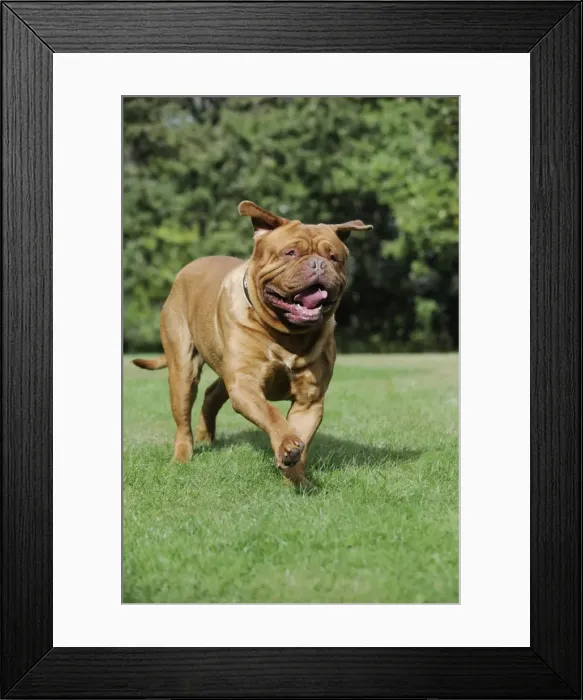 Framed Print : DOG. Douge De Bordeaux Framed Print : DOG. Douge De Bordeaux