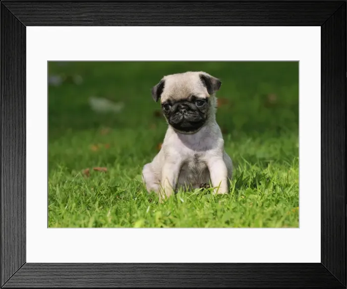 Framed Print : DOG. Pug puppy ( 6 wks old ) Framed Print : DOG. Pug puppy ( 6 wks old )