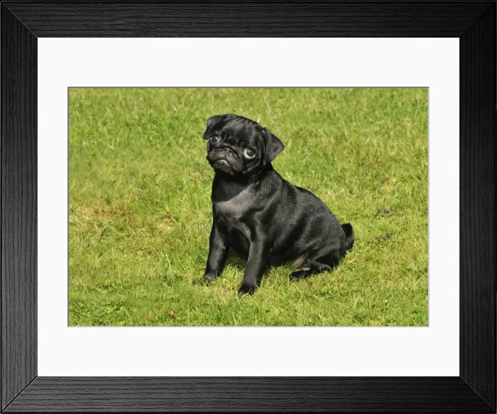Framed Print : DOG. Pug puppy ( 8 wks old ) Framed Print : DOG. Pug puppy ( 8 wks old )