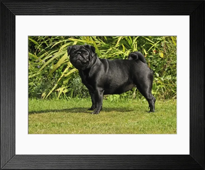 Framed Print : DOG. Pug. JD-21125. DOG. Pug. Also known as Carlin or Mops Framed Print : DOG. Pug. JD-21125. DOG. Pug. Also known as Carlin or Mops