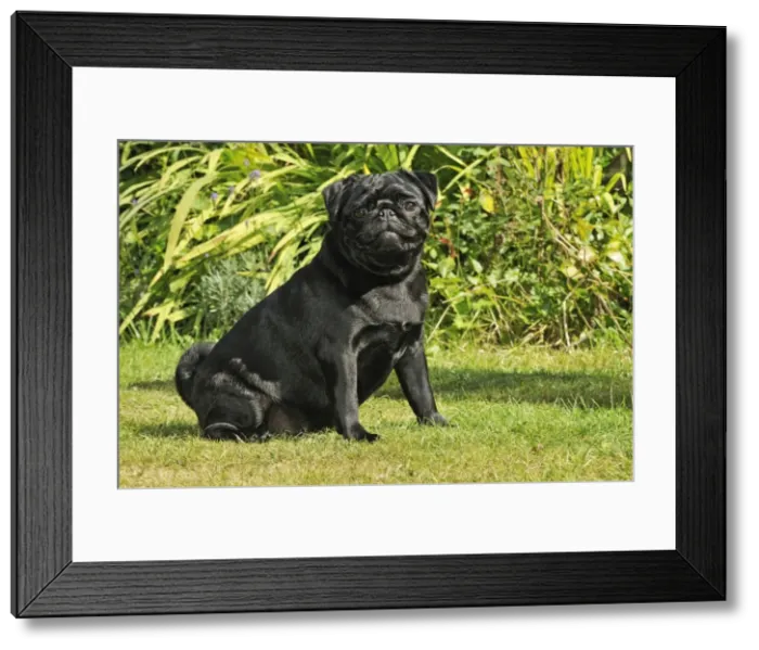 Framed Print : DOG. Pug sitting Framed Print : DOG. Pug sitting