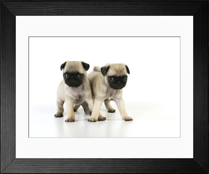 Framed Print : DOG. Pug puppies ( 6 wks old ) Framed Print : DOG. Pug puppies ( 6 wks old )