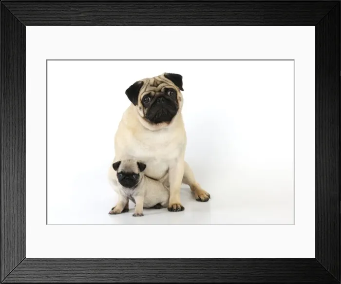Framed Print : DOG. Pug adult with puppy ( 6 wks old ) Framed Print : DOG. Pug adult with puppy ( 6 wks old )