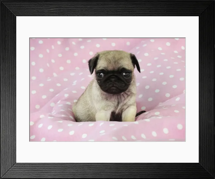 Framed Print : DOG. Pug puppy ( 6 wks old ) Digital Manipulation: background peech to pink Framed Print : DOG. Pug puppy ( 6 wks old ) Digital Manipulation: background peech to pink