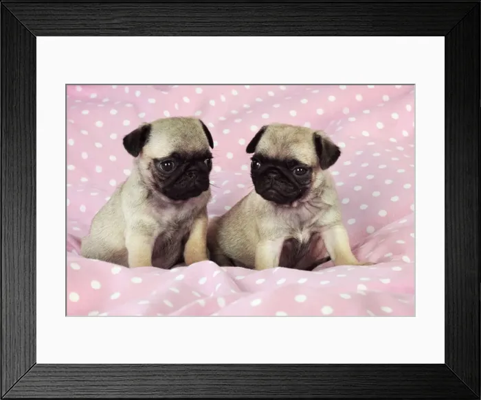 Framed Print : DOG. Pug puppies ( 6 wks old ) Digital Manipulation: background peech to pink Framed Print : DOG. Pug puppies ( 6 wks old ) Digital Manipulation: background peech to pink