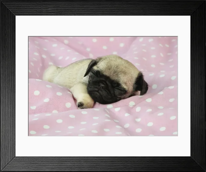 Framed Print : DOG. Pug puppy ( 6 wks old ) Framed Print : DOG. Pug puppy ( 6 wks old )