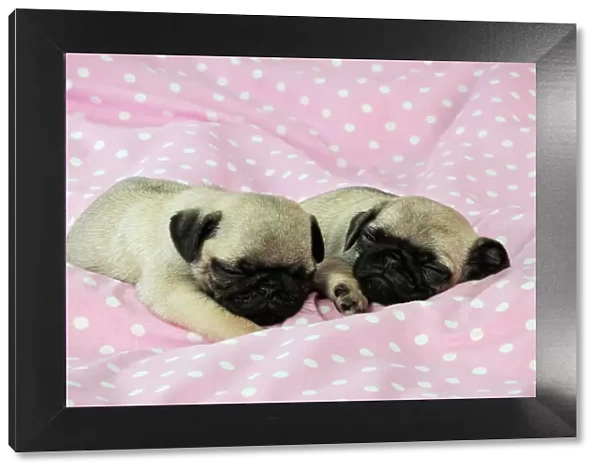 DOG. Pug puppies ( 6 wks old ) Digital Manipulation: background peech to pink