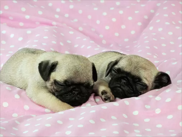 DOG. Pug puppies ( 6 wks old ) Digital Manipulation: background peech to pink