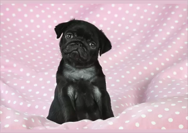 DOG. Black Pug puppy ( 8 wks old ) Digital Manipulation: background peech to pink