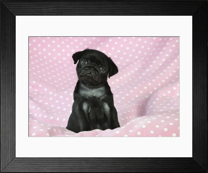 Framed Print : DOG. Black Pug puppy ( 8 wks old ) Digital Manipulation: background peech to pink Framed Print : DOG. Black Pug puppy ( 8 wks old ) Digital Manipulation: background peech to pink