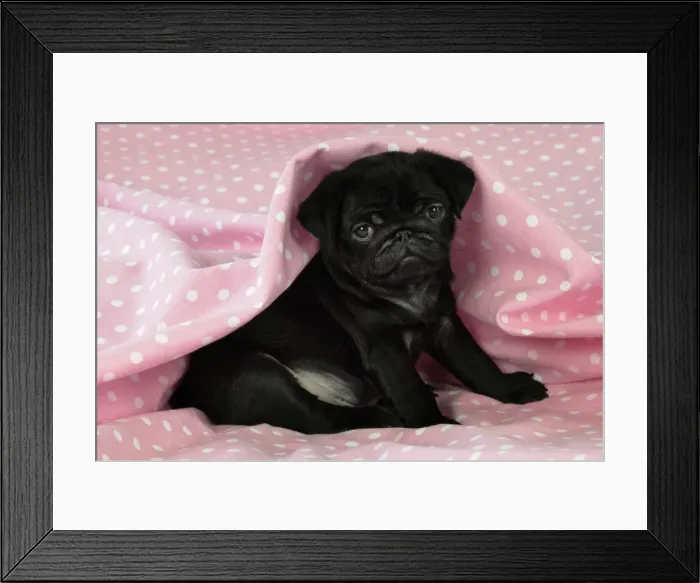 Framed Print : DOG. Black Pug puppy ( 8 wks old ) Digital Manipulation: background peech to pink Framed Print : DOG. Black Pug puppy ( 8 wks old ) Digital Manipulation: background peech to pink