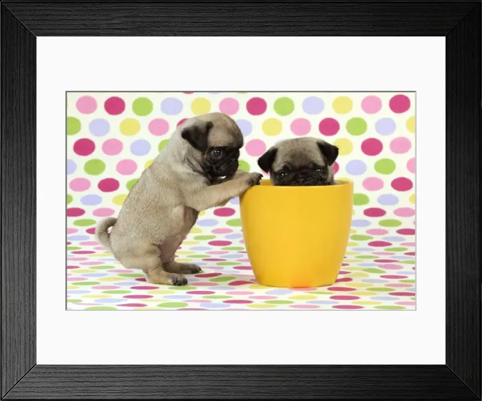 Framed Print : DOG. Pug puppies ( 6 wks old ) in a yellow pot Framed Print : DOG. Pug puppies ( 6 wks old ) in a yellow pot