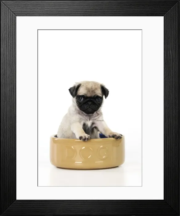 Framed Print : DOG. Pug puppy ( 6 wks old ) in a large dog bowl Framed Print : DOG. Pug puppy ( 6 wks old ) in a large dog bowl