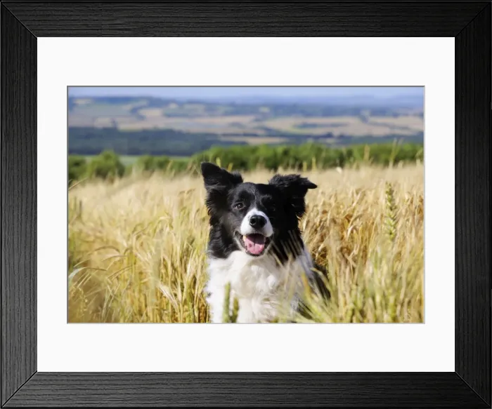 Framed Print : Dog. Border Collie in field Framed Print : Dog. Border Collie in field