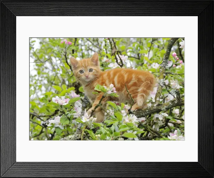 Framed Print : KITTEN. (ginger) in an apple tree Framed Print : KITTEN. (ginger) in an apple tree