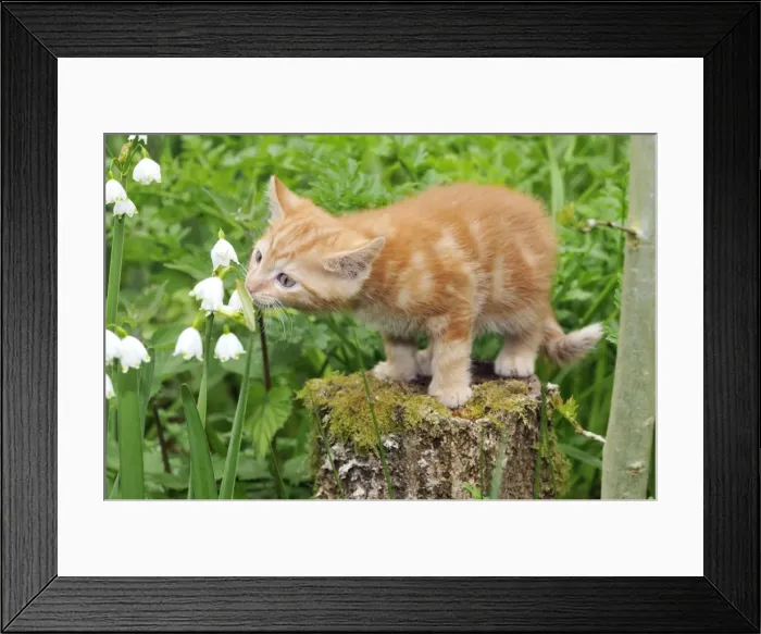 Framed Print : Cat. Kitten on tree stump Framed Print : Cat. Kitten on tree stump