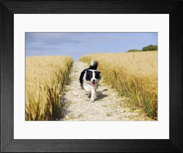 Framed Print : Dog. Border Collie running down path through field Framed Print : Dog. Border Collie running down path through field