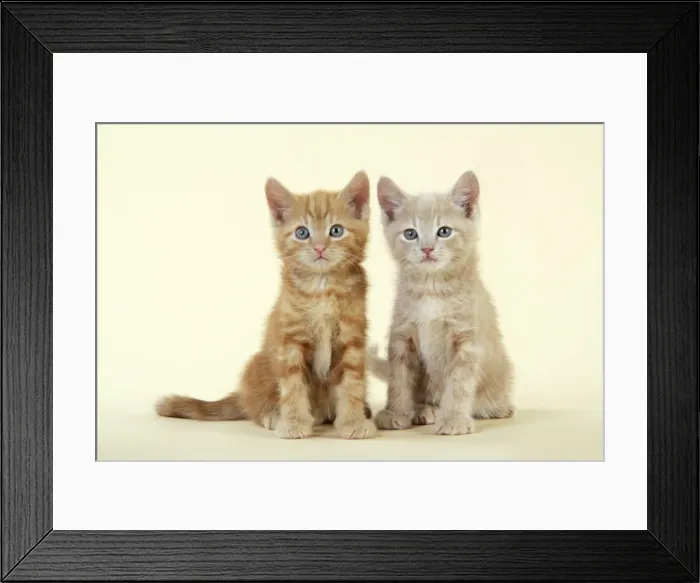 Framed Print : KITTENS. ( ginger ) Framed Print : KITTENS. ( ginger )