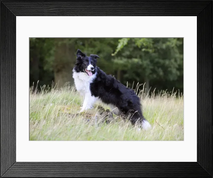 Framed Print : Dog. Border Collie in field Framed Print : Dog. Border Collie in field