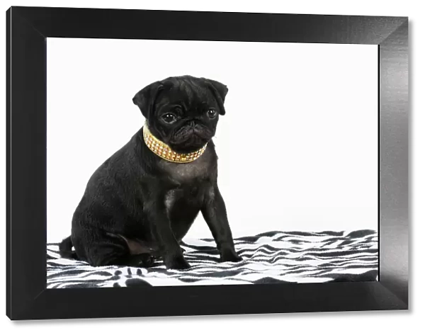 DOG. Black Pug puppy ( 12 wks old ) wearing a necklace