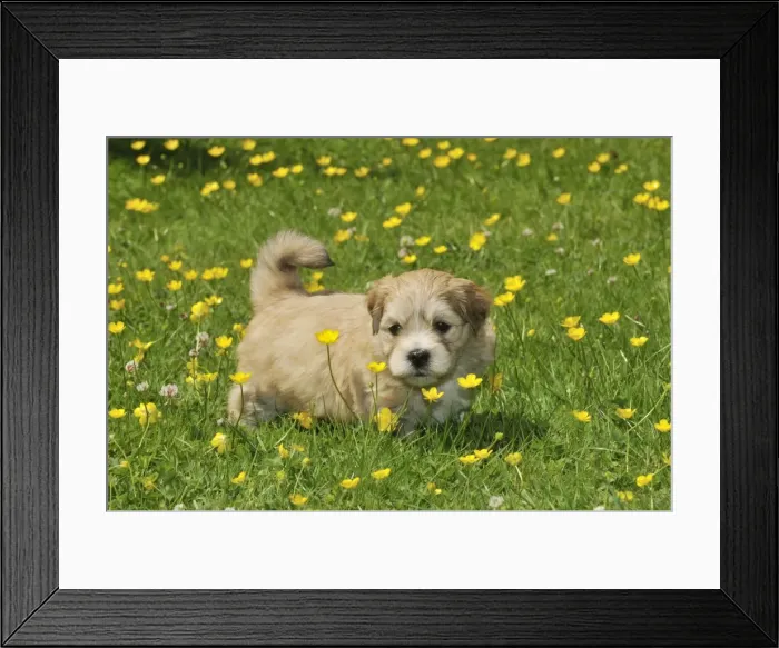 Framed Print : Dog. Teddy bear puppy standing on grass Framed Print : Dog. Teddy bear puppy standing on grass