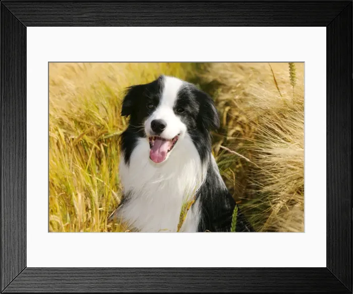 Framed Print : Dog. Border Collie in field Framed Print : Dog. Border Collie in field