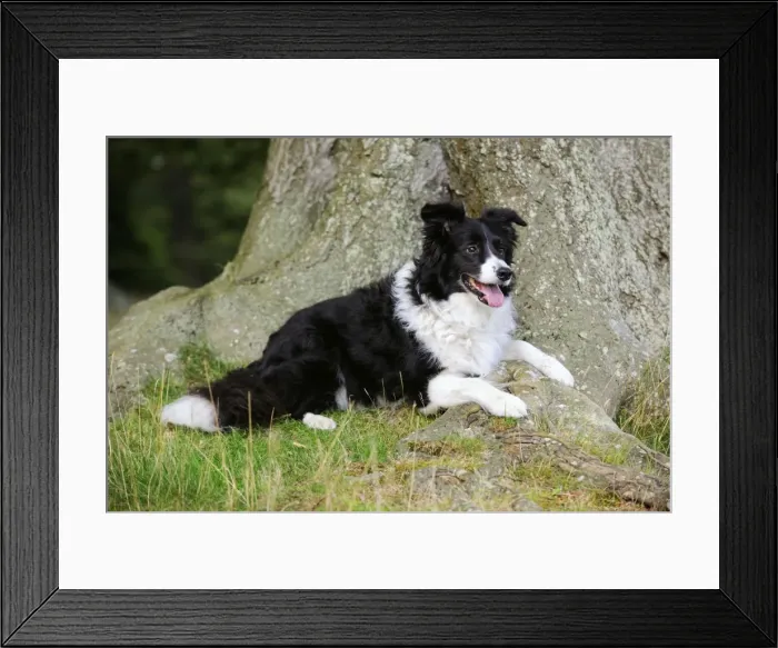 Framed Print : Dog. Border Collie laying by tree Framed Print : Dog. Border Collie laying by tree