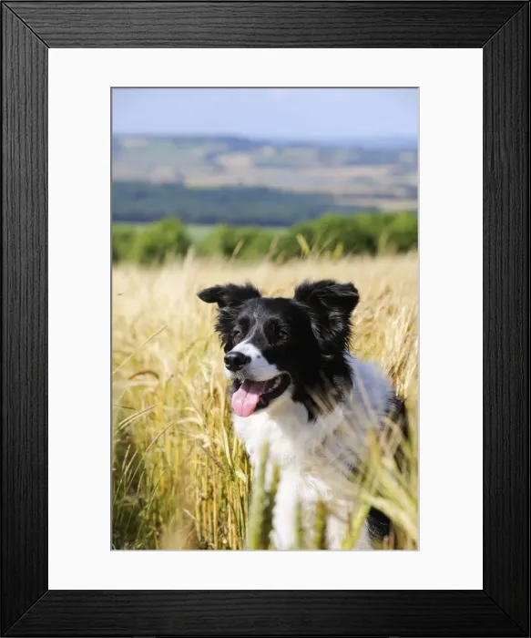 Framed Print : Dog. Border Collie in field Framed Print : Dog. Border Collie in field