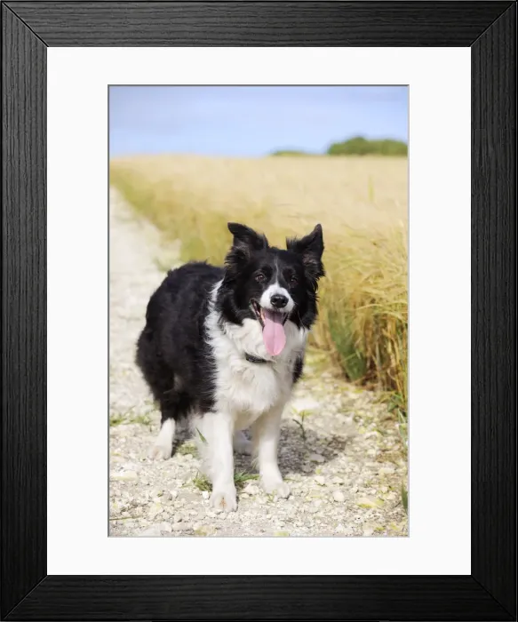 Framed Print : Dog. Border Collie in field Framed Print : Dog. Border Collie in field