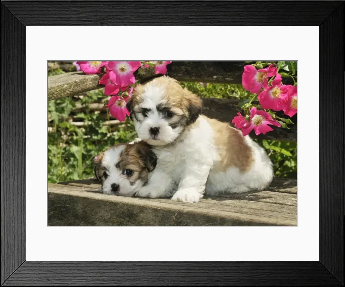 Framed Print : Dog. Teddy bear puppies on bench Framed Print : Dog. Teddy bear puppies on bench