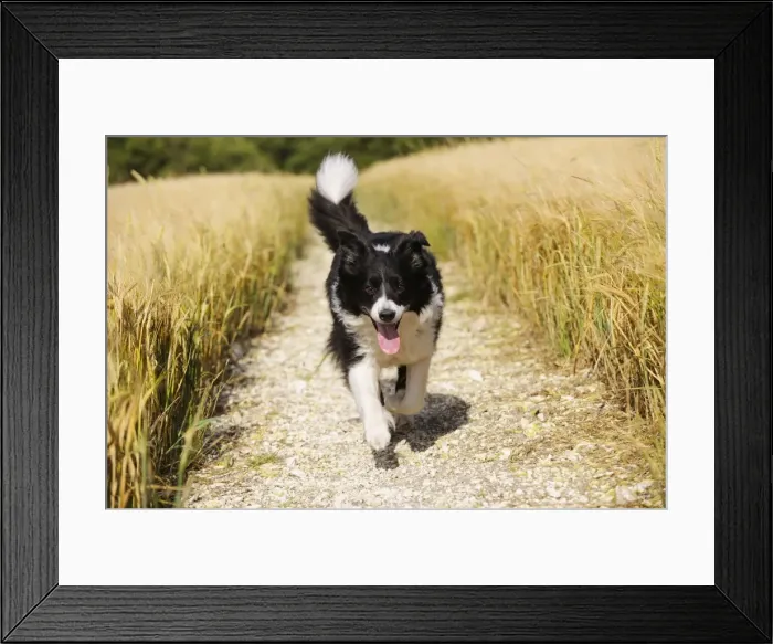 Framed Print : Dog. Border Collie running down path Framed Print : Dog. Border Collie running down path