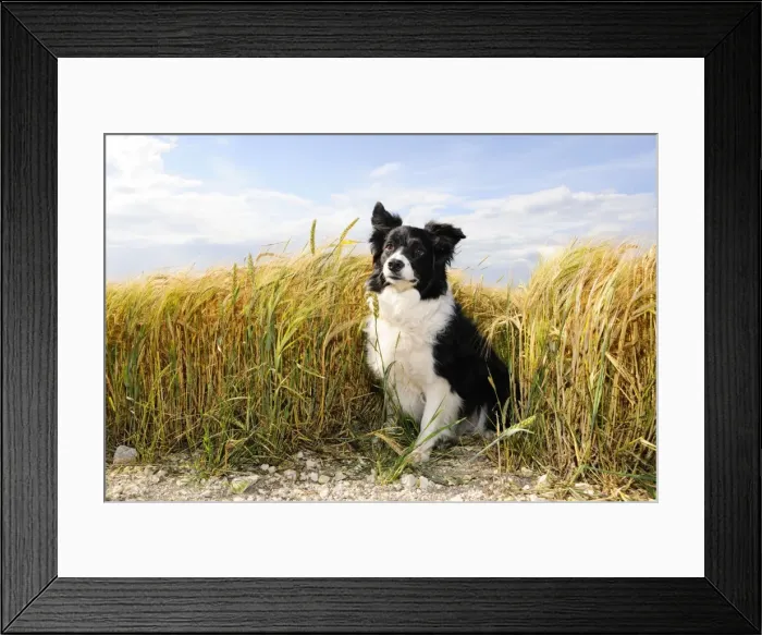 Framed Print : Dog. Border Collie in field Framed Print : Dog. Border Collie in field