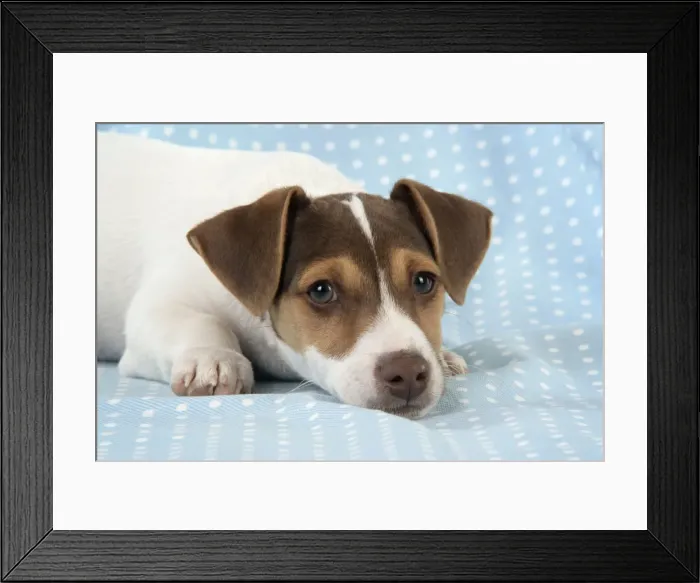 Framed Print : DOG. Jack Russell Terrier puppy Framed Print : DOG. Jack Russell Terrier puppy