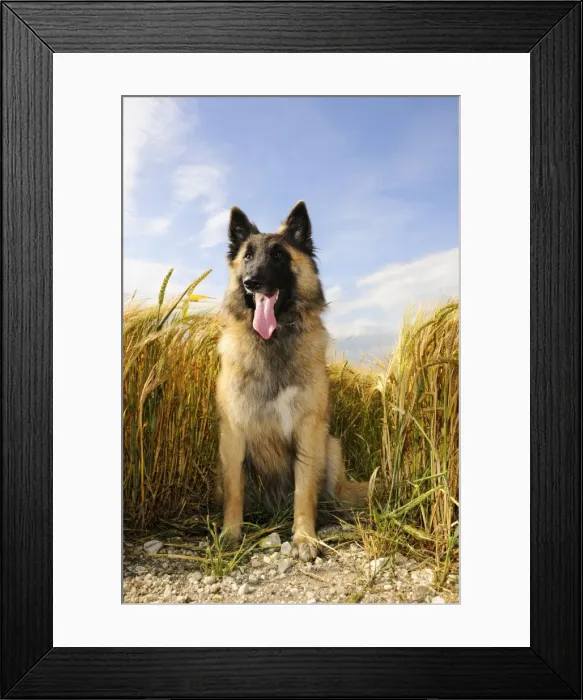 Framed Print : Dog. Tervuren Belgian Shepherd dog in field Framed Print : Dog. Tervuren Belgian Shepherd dog in field