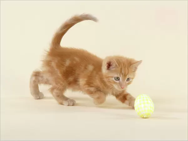 KITTEN. ( ginger) playing with decorative egg