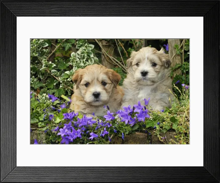 Framed Print : Dog. Teddy bear puppies sitting in purple flowers Framed Print : Dog. Teddy bear puppies sitting in purple flowers
