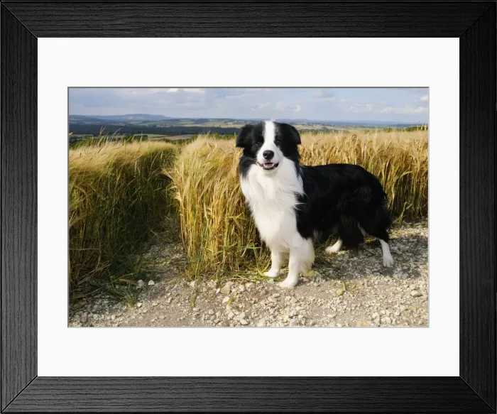Framed Print : Dog. Border Collie in field